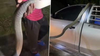Video Shows 12-ft King Cobra in Thailand Man’s Pickup Truck, and It’s One Hell of a Scary Sight!